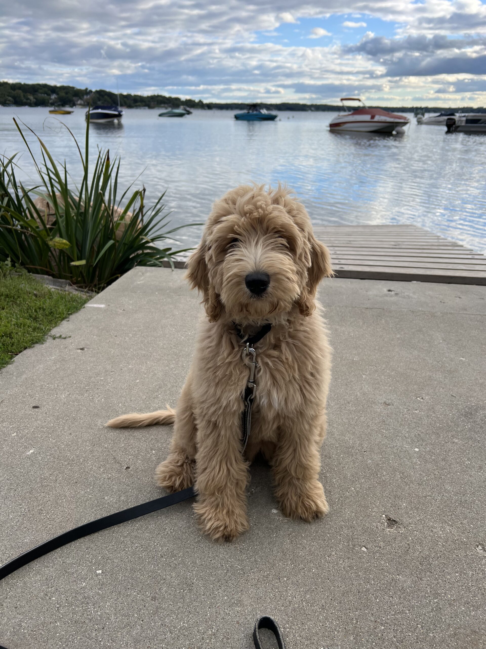 Lake Geneva Pier Painting Puppy
